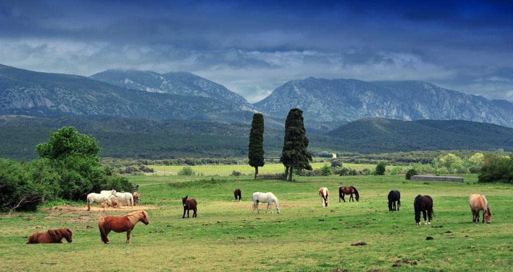 فندق Caudies-de-Fenouilledesفي  Domaine De Castel Fizel المظهر الخارجي الصورة